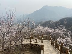 -大岭沟猕猴桃谷风景区