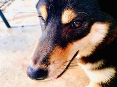 -柴犬高等学院·狗咖·柴犬售卖·宠物训练