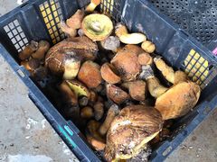 -双喜农庄·菌香园(安居家园店)