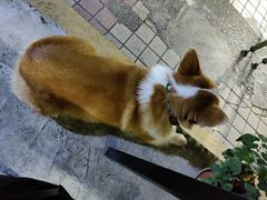 -小梁哥云吞面(黄贝岭店)