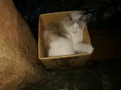 -猫猫幼稚园·撸猫·桌游·电玩