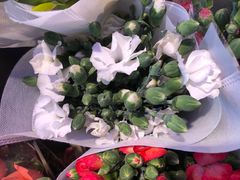 -花鸟鱼虫鲜花绿植市场(玉泉路店)