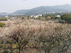 -香雪海