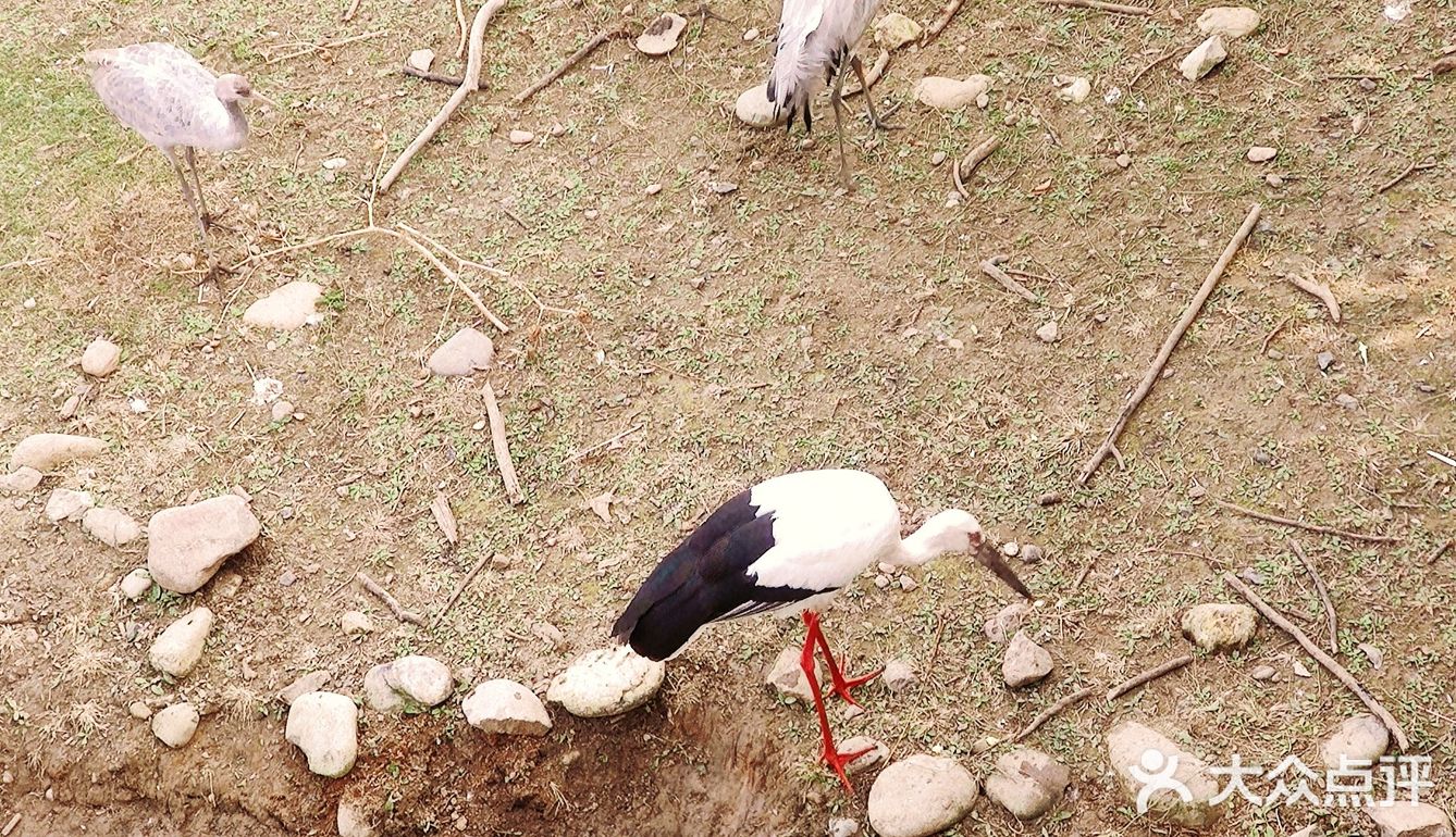 免费公园 近距离接触小动物