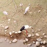 免费公园 近距离接触小动物