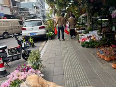 -溪岸路花鸟市场