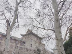 -武汉大学-樱园
