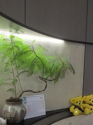 -半岛故事·法儿曼抗衰·indiba中心