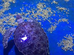 -白鹿仓冰雪海洋世界