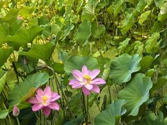 -老济南·地道济南菜(大明湖店)