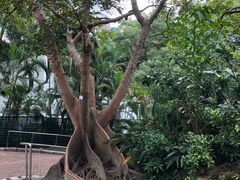 -九龙公园