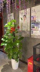 -Cocodemer 产后恢复中心(多伦路店)