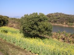 -福建鲤鱼洲酒店