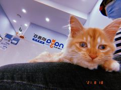 -纳吉亚猫专科动物诊疗中心(蒋宅口分院)