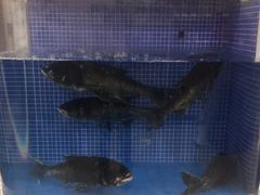 -香山湖渔家大院