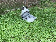 -爪吧宠物乐园 (温榆河示范区店)