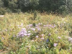 -白草畔自然风景区