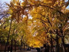 -三里屯东五街银杏大道