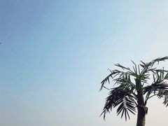 -日照海滨国家森林公园