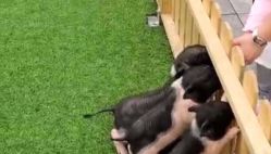 -萌宠亲子动物乐园(槐房万达店)