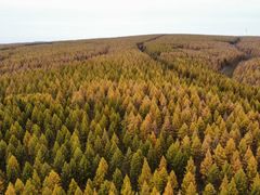 -塞罕坝国家级自然保护区