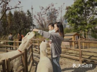 不用出国就可以体验美式乡村 | 还有喂羊驼的快乐