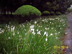 -昆山城市生态森林公园
