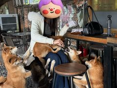 -柴犬高等学院·狗咖·柴犬售卖·宠物训练