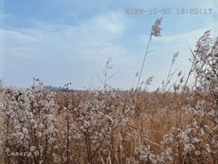 -野鸭湖国家湿地公园