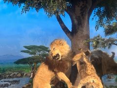 -国家自然博物馆