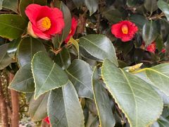 -柱状节理带