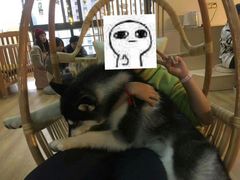 -Husky Go! 哈士奇体验馆·宠物咖啡厅狗咖