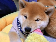 -逗柴咖啡屋·狗咖猫咖宠物桌游