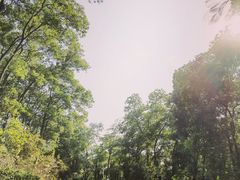 -红花山公园