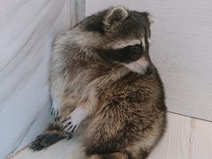 -浣熊柯尔鸭土拨鼠·电玩咖