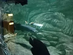 -重庆欢乐海底世界