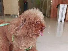 -瑞鹏宠物医院·骨科·猫科·内科(第一中心)