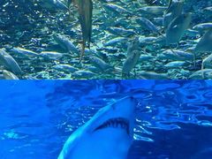 -上海海洋水族馆