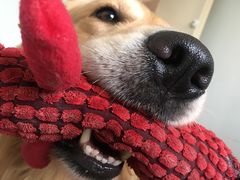 -汪说喵讲宠物乐园宠物酒店(红星美凯龙店)