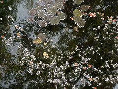 -范蠡湖公园