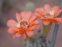 -南通洲际绿博园