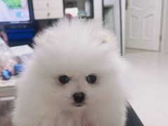 -天宠宠物医院24小时·急重症诊疗中心·全科·腔镜特色(和平分院)