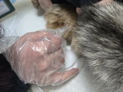 -纳吉亚猫专科动物医院博雅分院