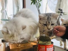 -共舞时光猫咖·狗咖(新街口店)