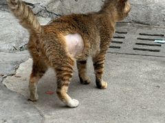 -乐琪宠物医院·犬猫专科·骨外科·急重症