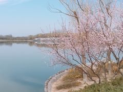 -大兴滨河森林公园