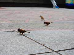 -嘉模圣母教堂