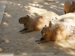 -西霞口神雕山野生动物世界