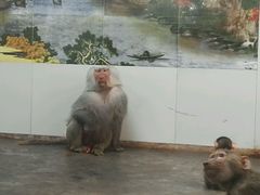 android_upload_pic-西安秦岭野生动物园