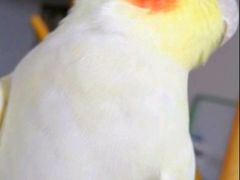 -立德异宠动物医院.兔鸟爬.内窥镜(天河店)
